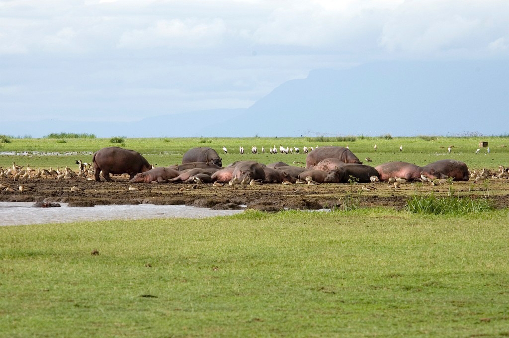 Manyara flodhest.jpg - Hippopotamus (Hippopotamus amphibius), Tanzania March 2006